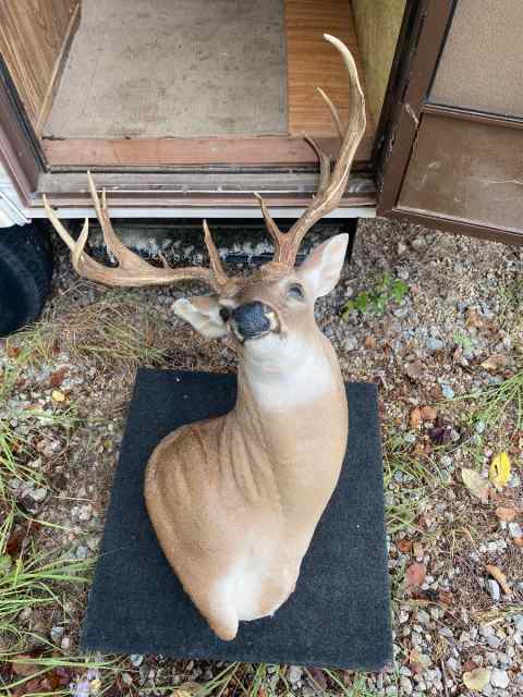 Deer mounts and a bobcat mount with tree base