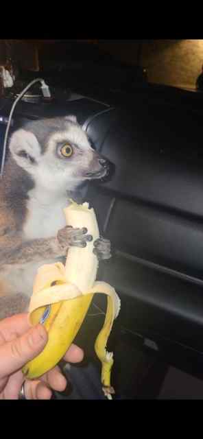 Trained Ring Tailed Leemur/Monkeey