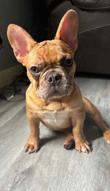 Frenchie AKA registered 